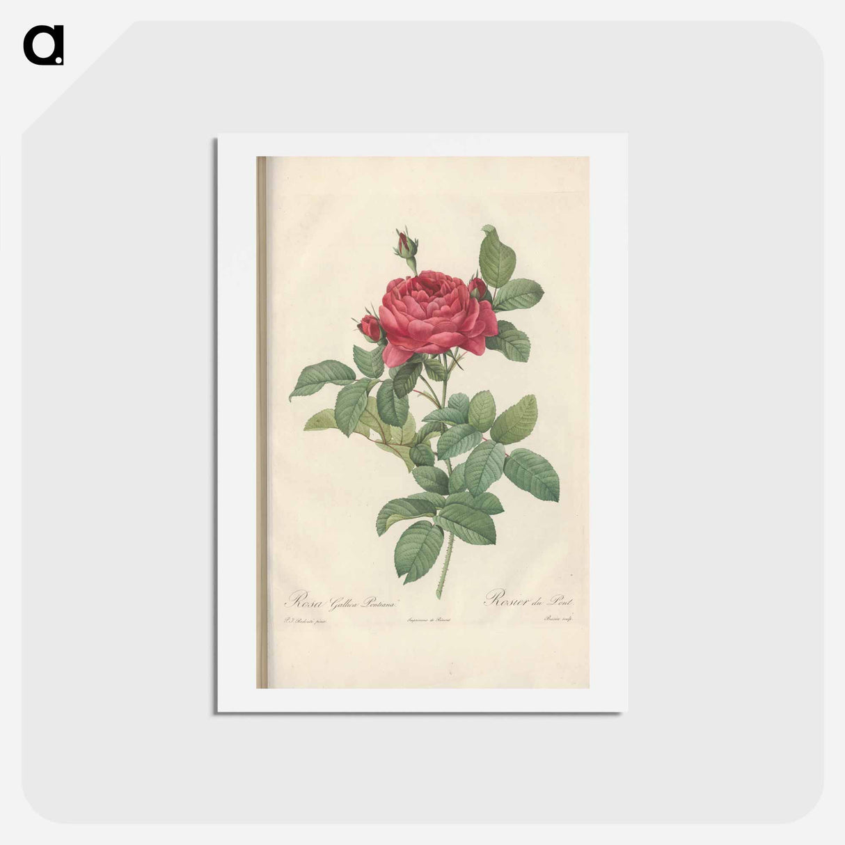 アートポストカード-Rose illustration - ピエール ジョゼフ ルドゥーテ Postcard.