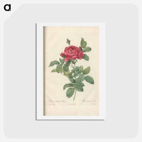 アートポストカード-Rose illustration - ピエール ジョゼフ ルドゥーテ Postcard.