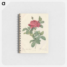 アートメモ帳-Rose illustration - ピエール ジョゼフ ルドゥーテ Memo.