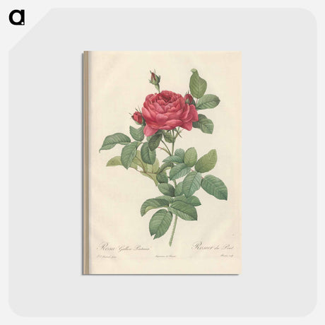 アートポストカード-Rose illustration - ピエール ジョゼフ ルドゥーテ Postcard.