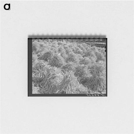 アートメモ帳-Mattress Trucks, San Angelo
 - ラッセル リー Memo.