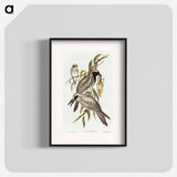 Black-faced Cuckooshrike
 - オーストラリアの鳥 Poster.