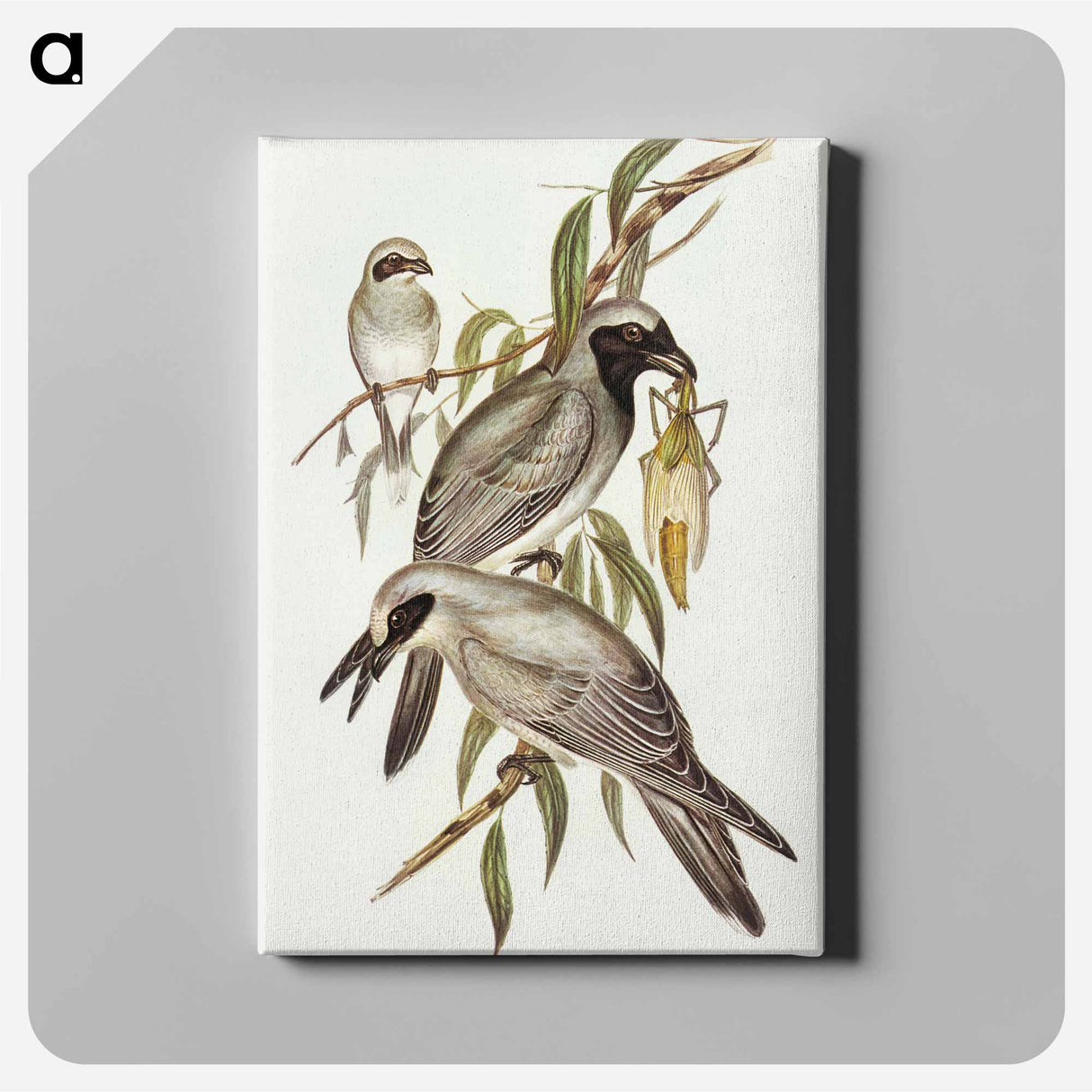 Black-faced Cuckooshrike
 - オーストラリアの鳥 Canvas.