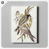 Black-faced Cuckooshrike
 - オーストラリアの鳥 Canvas.