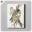 アートパネル-Black-faced Cuckooshrike
 - オーストラリアの鳥 Canvas.