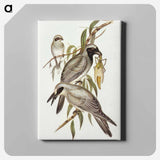 アートパネル-Black-faced Cuckooshrike
 - オーストラリアの鳥 Canvas.