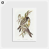 アートポストカード-Black-faced Cuckooshrike
 - オーストラリアの鳥 Postcard.
