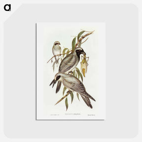 アートポストカード-Black-faced Cuckooshrike
 - オーストラリアの鳥 Postcard.