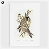 Black-faced Cuckooshrike
 - オーストラリアの鳥 Poster.