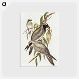 アートポストカード-Black-faced Cuckooshrike
 - オーストラリアの鳥 Postcard.