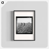 Untitled photo, possibly related to: Gang of Filipino boys thinning lettuce. Salinas Valley, California - Dorothea Lange Poster.