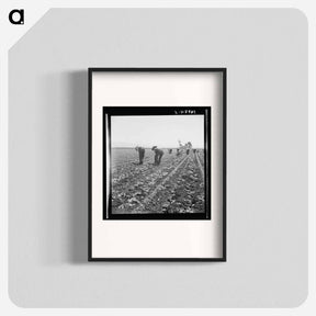 アートポスター-Untitled photo, possibly related to: Gang of Filipino boys thinning lettuce. Salinas Valley, California - ドロテア ラング Poster.