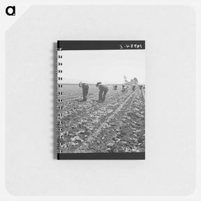 アートメモ帳-Untitled photo, possibly related to: Gang of Filipino boys thinning lettuce. Salinas Valley, California - ドロテア ラング Memo.