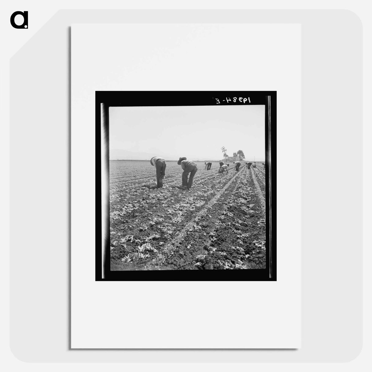 Untitled photo, possibly related to: Gang of Filipino boys thinning lettuce. Salinas Valley, California - Dorothea Lange Poster.