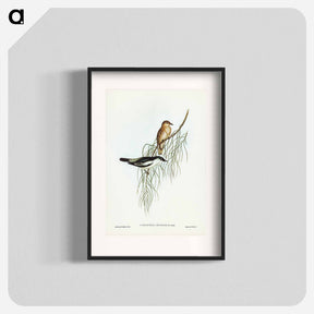 アートポスター-White-shouldered Cuckooshrike
 - ジョン グールド Poster.