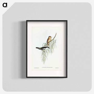White-shouldered Cuckooshrike
 - ジョン グールド Poster.