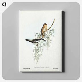 アートパネル-White-shouldered Cuckooshrike
 - ジョン グールド Canvas.