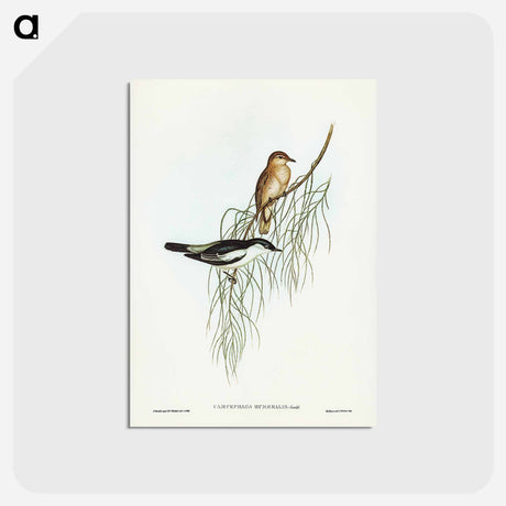 アートポストカード-White-shouldered Cuckooshrike
 - ジョン グールド Postcard.