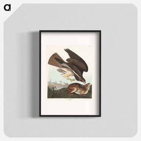 アートポスター-Common Buzzard
 - ジョン ジェームス オーデュボン Poster.