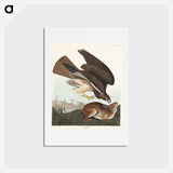 アートポストカード-Common Buzzard
 - ジョン ジェームス オーデュボン Postcard.