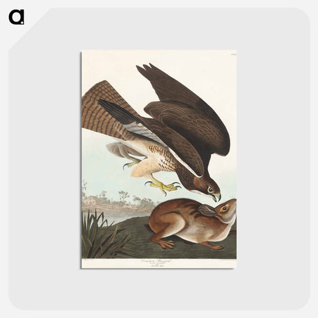 アートポストカード-Common Buzzard
 - ジョン ジェームス オーデュボン Postcard.