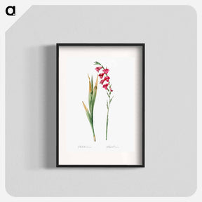 アートポスター-Eastern gladiolus - ピエール ジョゼフ ルドゥーテ Poster.