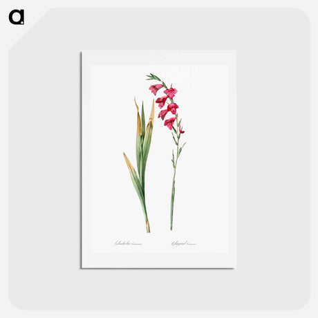 アートポストカード-Eastern gladiolus - ピエール ジョゼフ ルドゥーテ Postcard.