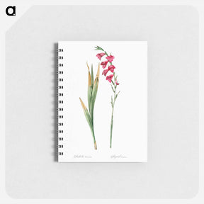 アートメモ帳-Eastern gladiolus - ピエール ジョゼフ ルドゥーテ Memo.