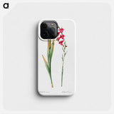 Eastern gladiolus - ピエール ジョゼフ ルドゥーテ Phone Case.
