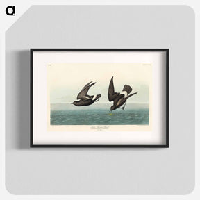 アートポスター-Least Stormy-Petrel from Birds of America
 - アメリカの鳥たち Poster.