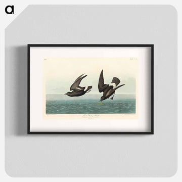 Least Stormy-Petrel from Birds of America
 - アメリカの鳥たち Poster.