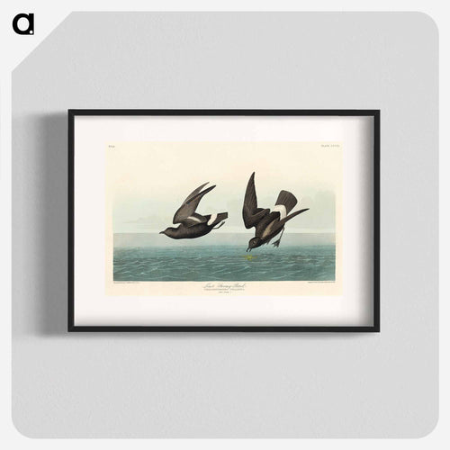 Least Stormy-Petrel from Birds of America
 - アメリカの鳥たち Poster.