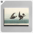 アートパネル-Least Stormy-Petrel from Birds of America
 - アメリカの鳥たち Canvas.