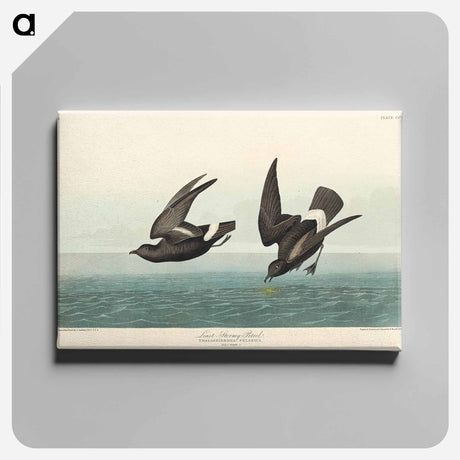 アートパネル-Least Stormy-Petrel from Birds of America
 - アメリカの鳥たち Canvas.