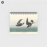 アートメモ帳-Least Stormy-Petrel from Birds of America
 - アメリカの鳥たち Memo.