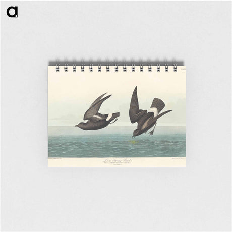 アートメモ帳-Least Stormy-Petrel from Birds of America
 - アメリカの鳥たち Memo.
