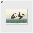 アートポストカード-Least Stormy-Petrel from Birds of America
 - アメリカの鳥たち Postcard.
