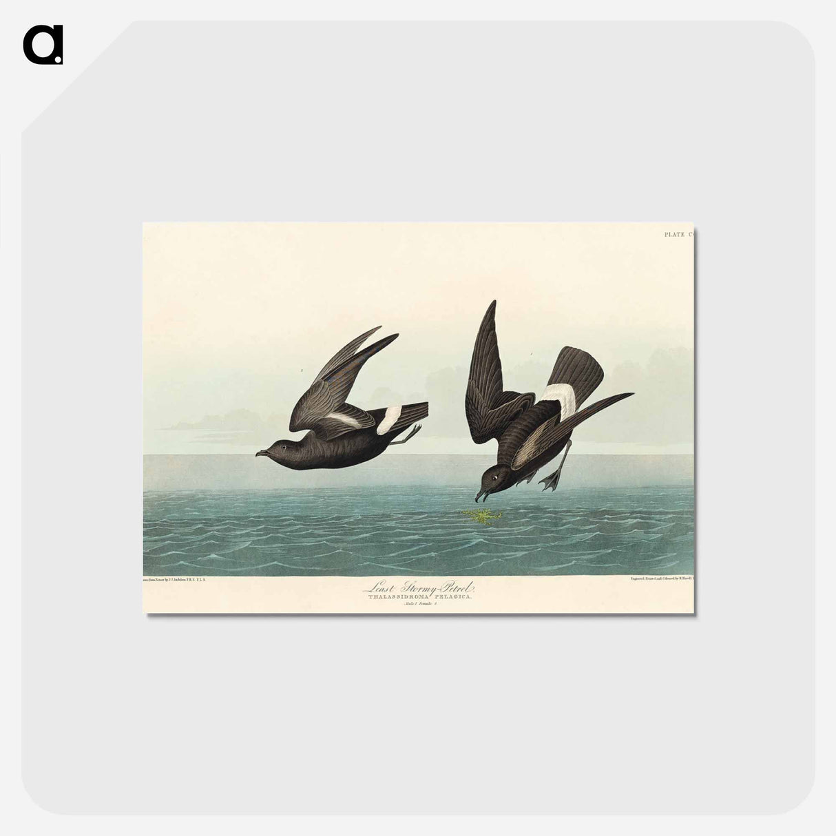 アートポストカード-Least Stormy-Petrel from Birds of America
 - アメリカの鳥たち Postcard.
