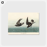 アートポストカード-Least Stormy-Petrel from Birds of America
 - アメリカの鳥たち Postcard.
