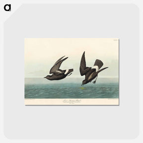 アートポストカード-Least Stormy-Petrel from Birds of America
 - アメリカの鳥たち Postcard.