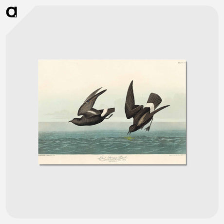 アートポストカード-Least Stormy-Petrel from Birds of America
 - アメリカの鳥たち Postcard.