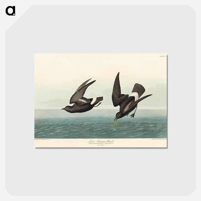 アートポストカード-Least Stormy-Petrel from Birds of America
 - アメリカの鳥たち Postcard.