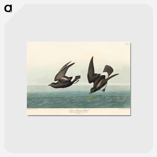 Least Stormy-Petrel from Birds of America
 - アメリカの鳥たち Postcard.