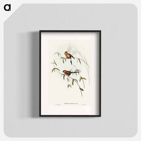 アートポスター-Masked Grass Finch
 - オーストラリアの鳥 Poster.