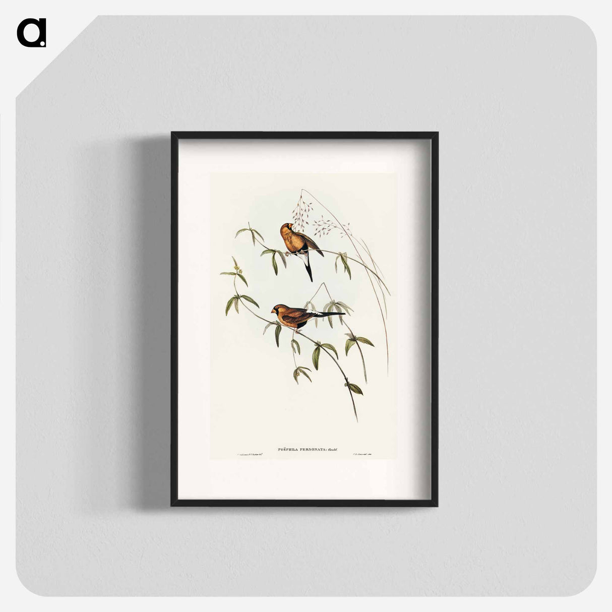 Masked Grass Finch
 - オーストラリアの鳥 Poster.