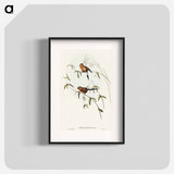 Masked Grass Finch
 - オーストラリアの鳥 Poster.