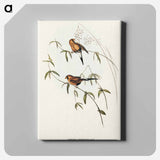 Masked Grass Finch
 - オーストラリアの鳥 Canvas.