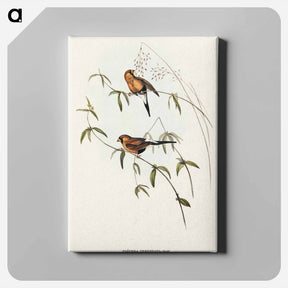 アートパネル-Masked Grass Finch
 - オーストラリアの鳥 Canvas.
