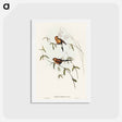 アートポストカード-Masked Grass Finch
 - オーストラリアの鳥 Postcard.