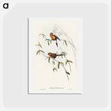 アートポストカード-Masked Grass Finch
 - オーストラリアの鳥 Postcard.